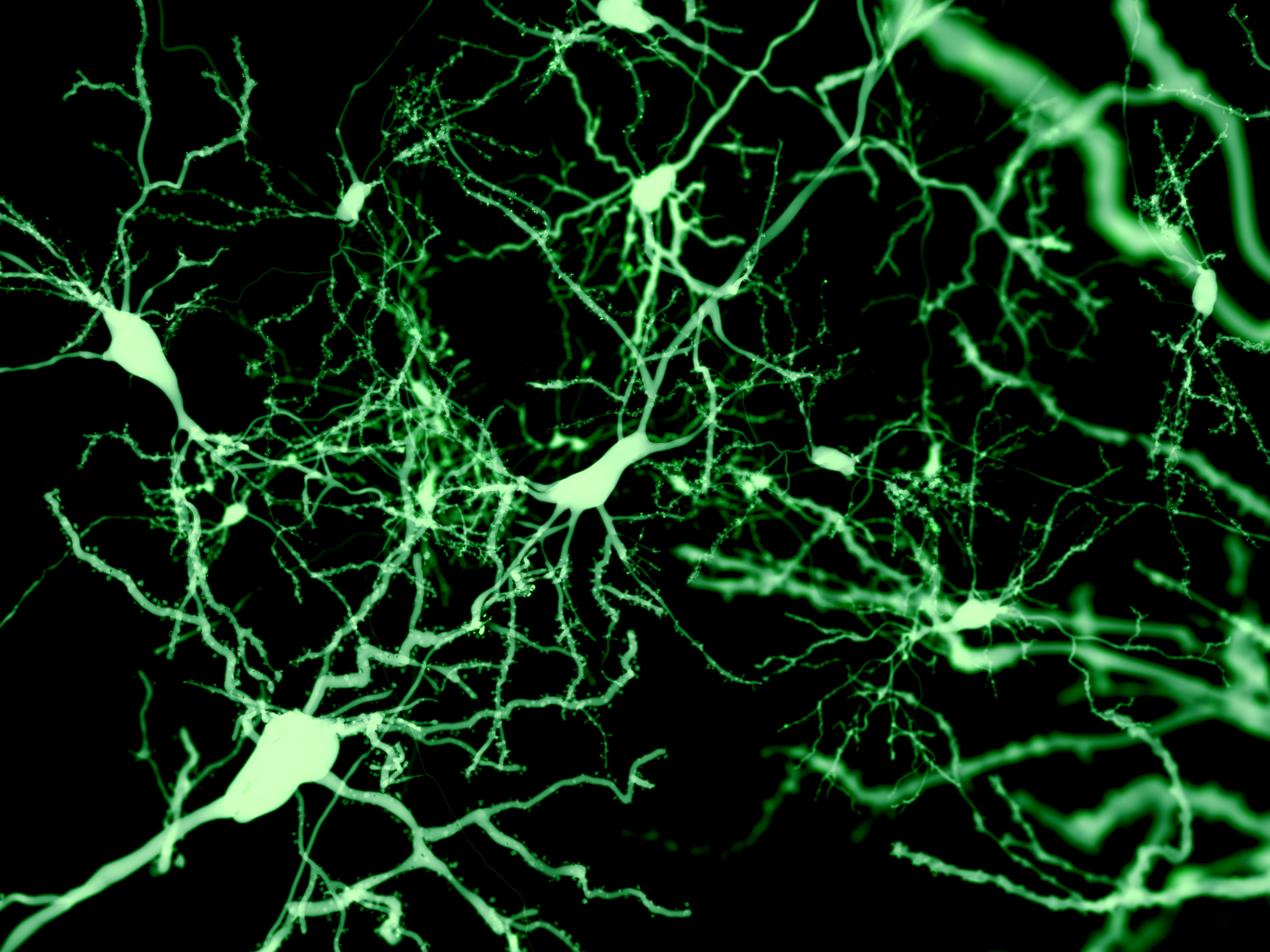 Neurons, marked by fluorescence